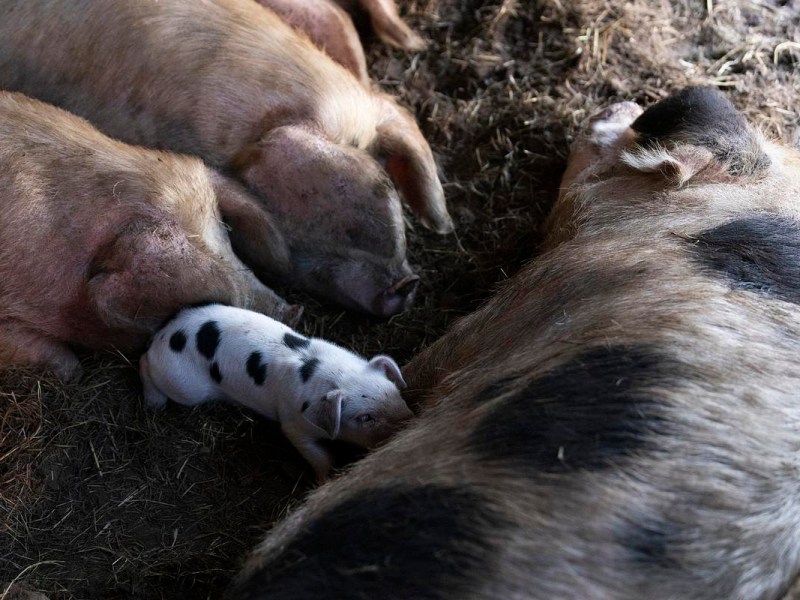 Piglet nurses next to a large mama pig and other pigs.