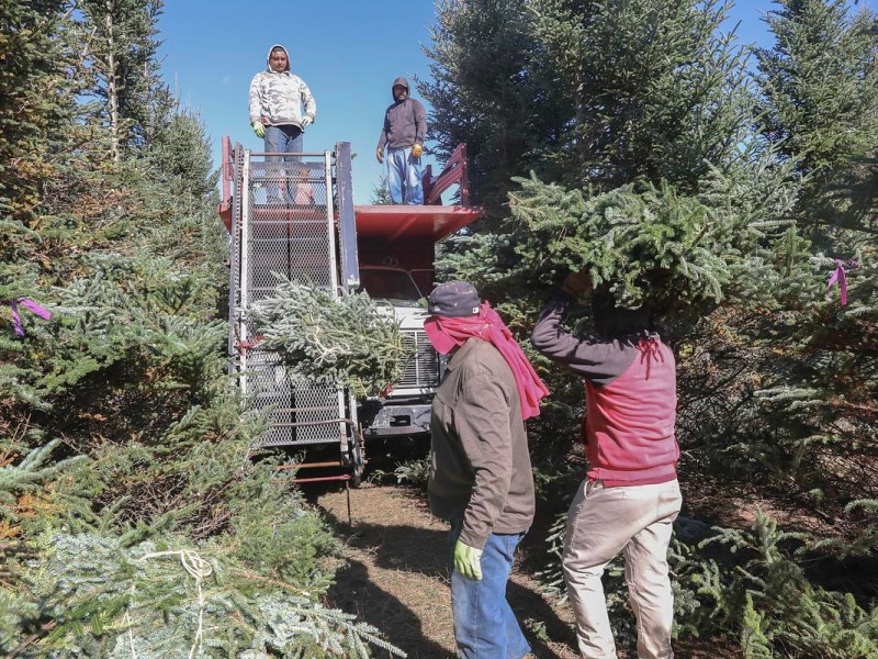 People carry cut evergreen tree pieces near a truck platform, surrounded by tall pine trees.
