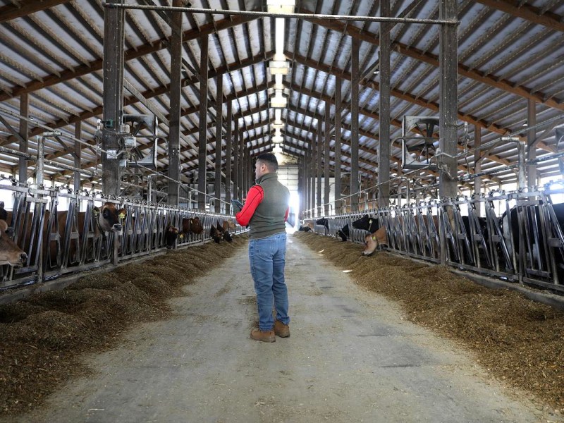 A man in jeans, a long-sleeved shirt and a vest stands in a barn between rows of cows and is turned to the side.
