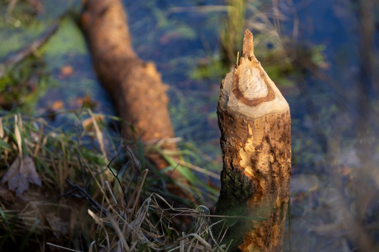 A tree stump with a pointed top stands beside water, with a fallen log and grass along the bank.