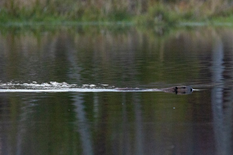 A beaver swims across a calm body of water, its head and back visible above the surface with ripples trailing behind.