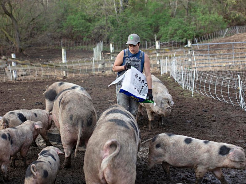 Wisconsin pig farmer holds on at Wonderfarm as Washington breaks a promise