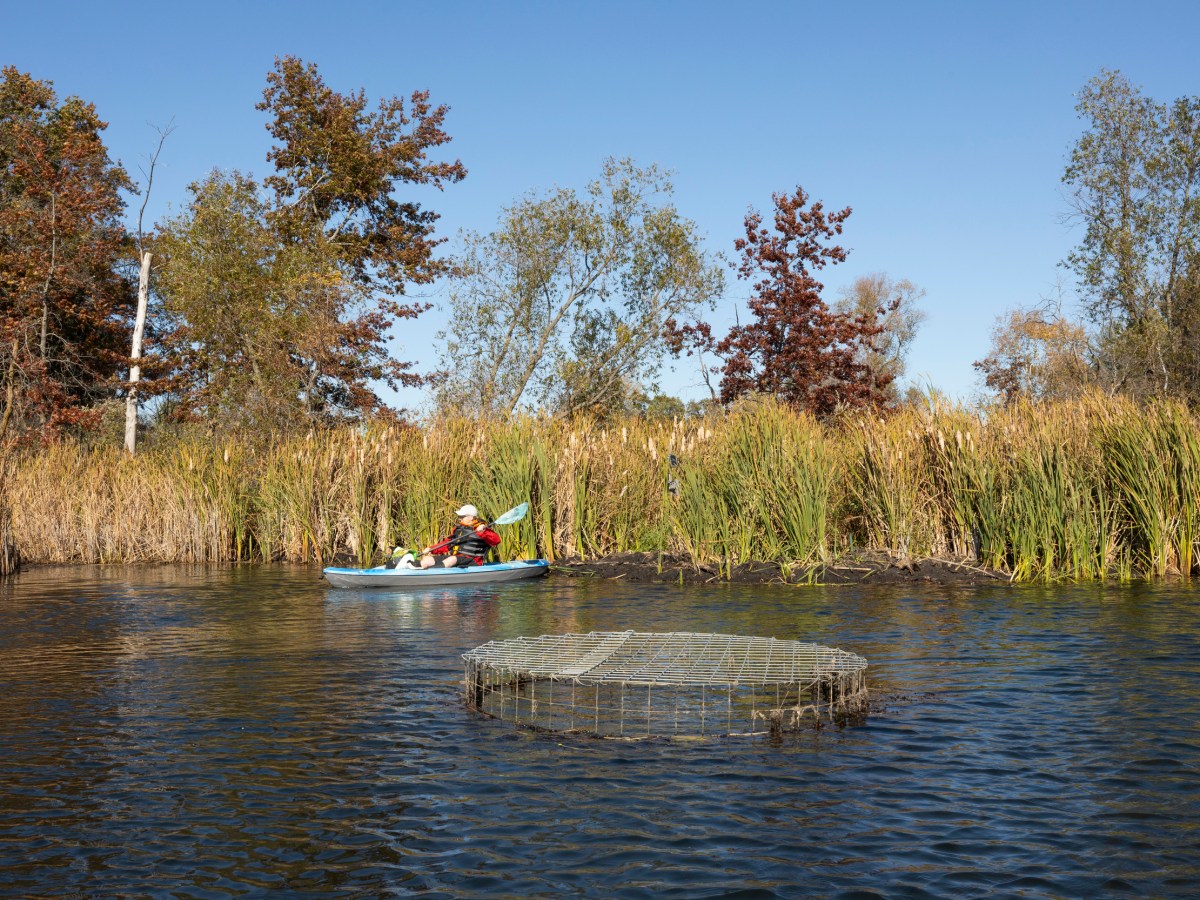 Opting for coexistence: Some Wisconsin landowners learn to live with beavers