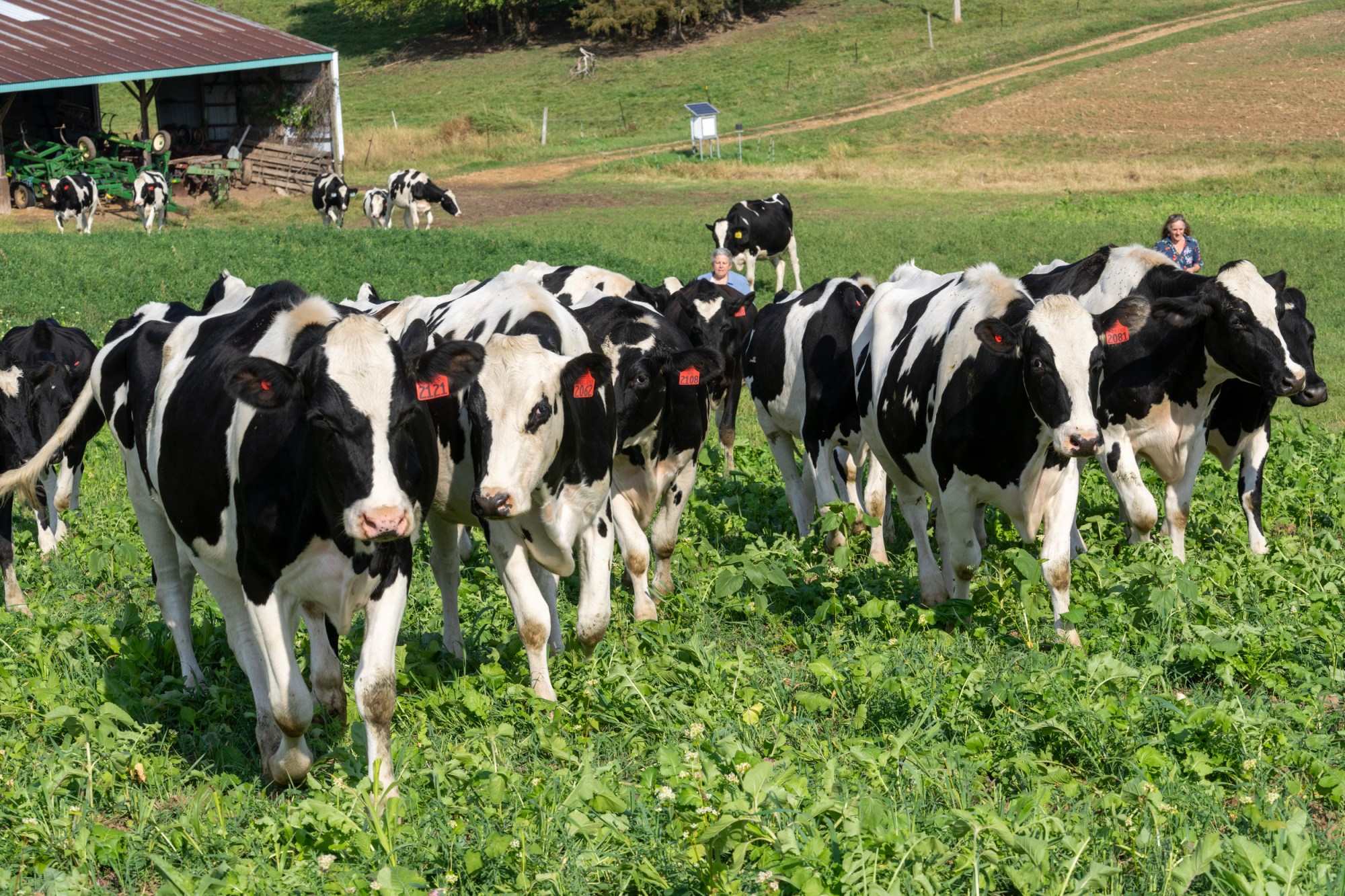 Black-and-white cows with red ear tags walk through a green pasture, with two people standing among them near a barn and farm equipment on a hillside.
