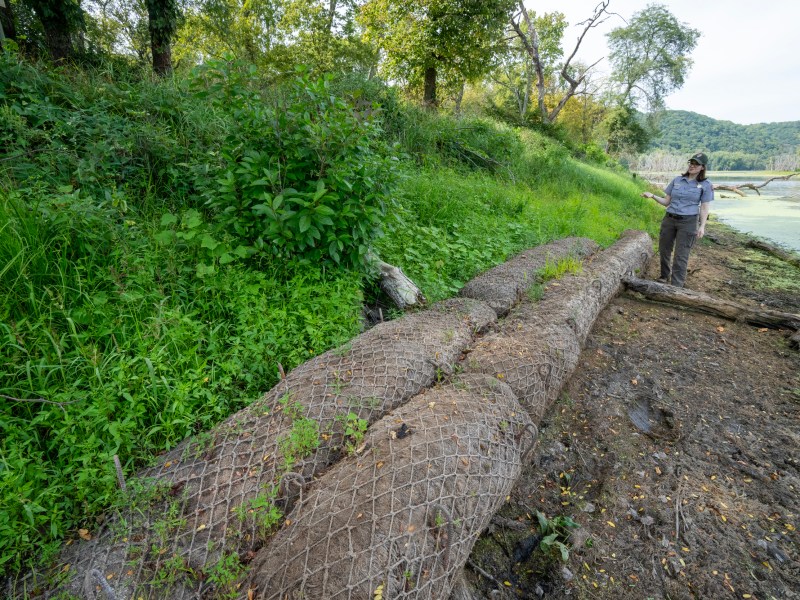 A woman in a park ranger-like uniform stands between two logs and a river next to a small green hillside.