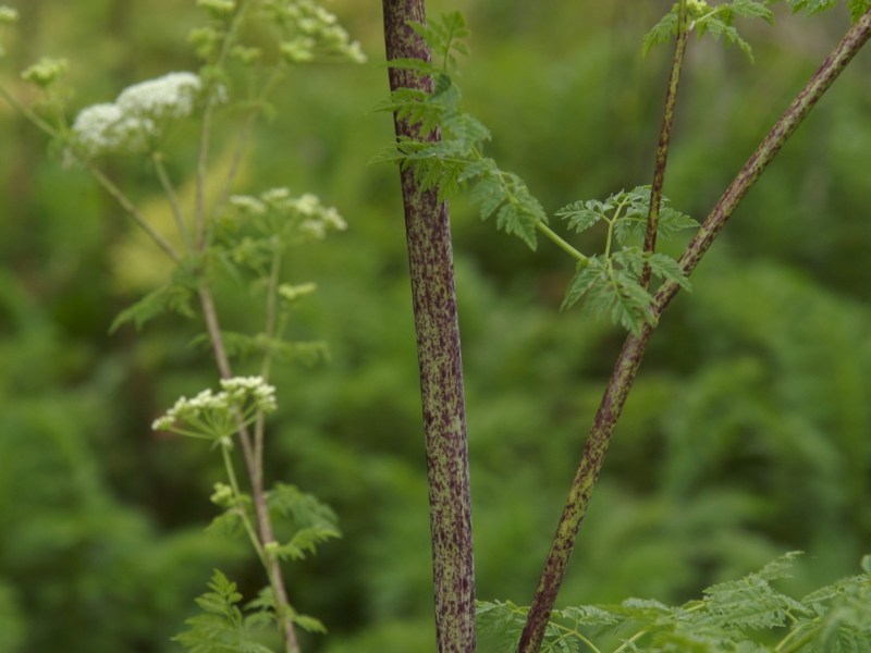Poison hemlock is shown, with green leaves sprouting from a stem.